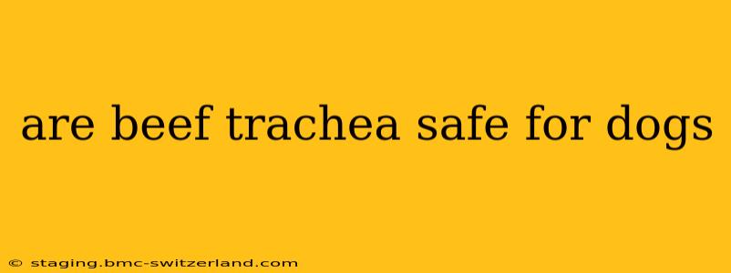 are beef trachea safe for dogs