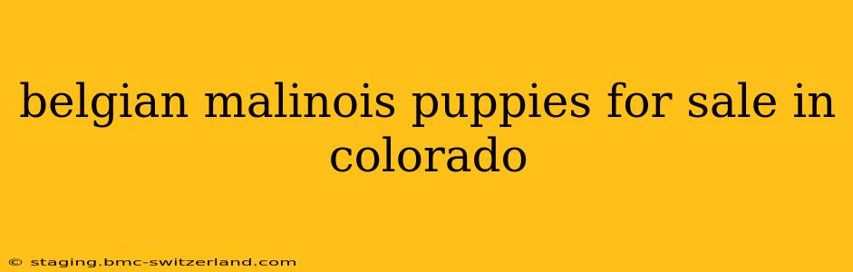 belgian malinois puppies for sale in colorado