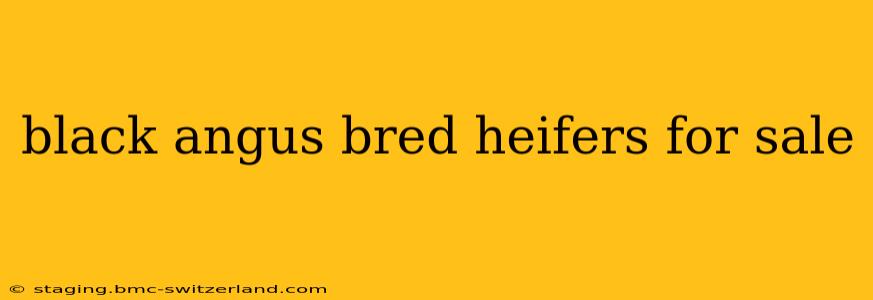 black angus bred heifers for sale