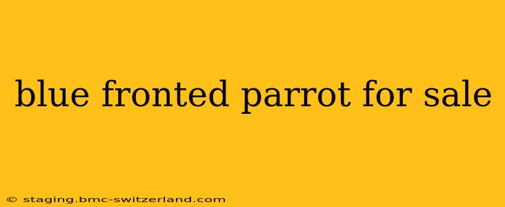 blue fronted parrot for sale