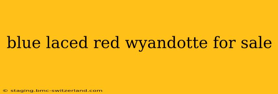 blue laced red wyandotte for sale