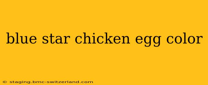 blue star chicken egg color