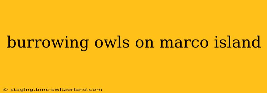burrowing owls on marco island
