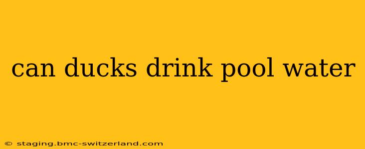 can ducks drink pool water