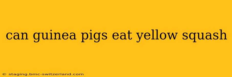 can guinea pigs eat yellow squash