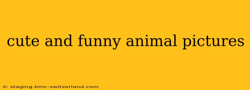 cute and funny animal pictures