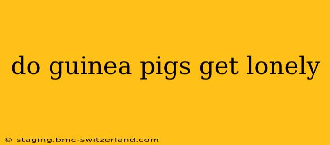 do guinea pigs get lonely