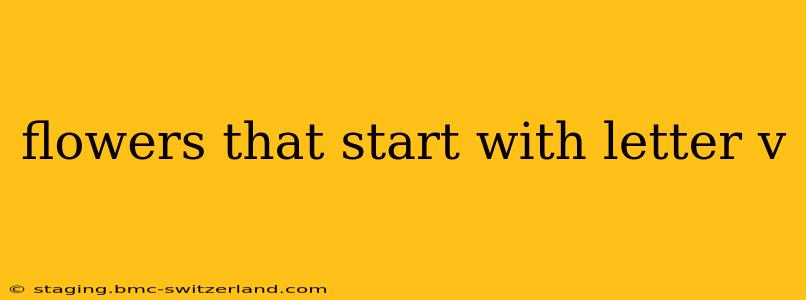 flowers that start with letter v