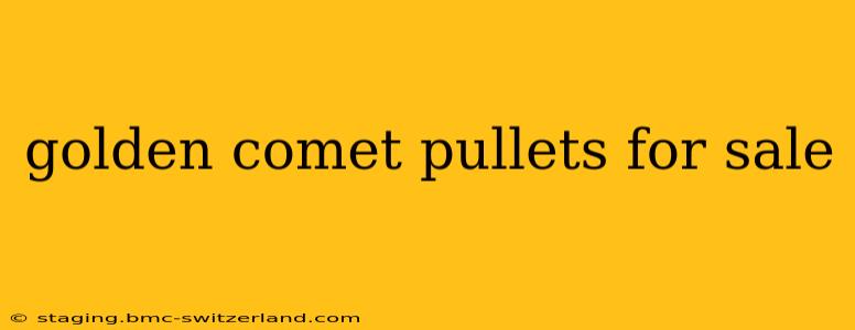 golden comet pullets for sale