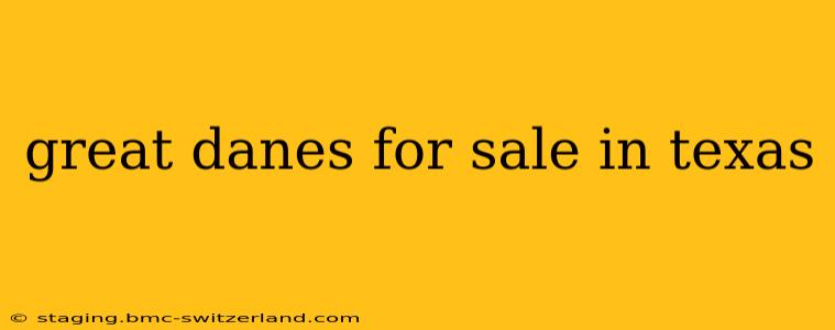 great danes for sale in texas