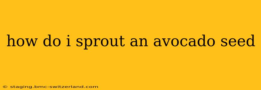 how do i sprout an avocado seed