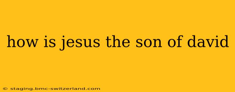 how is jesus the son of david