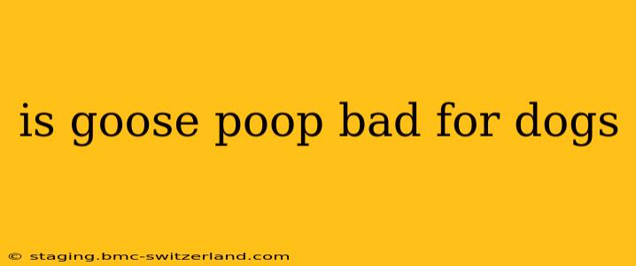 is goose poop bad for dogs