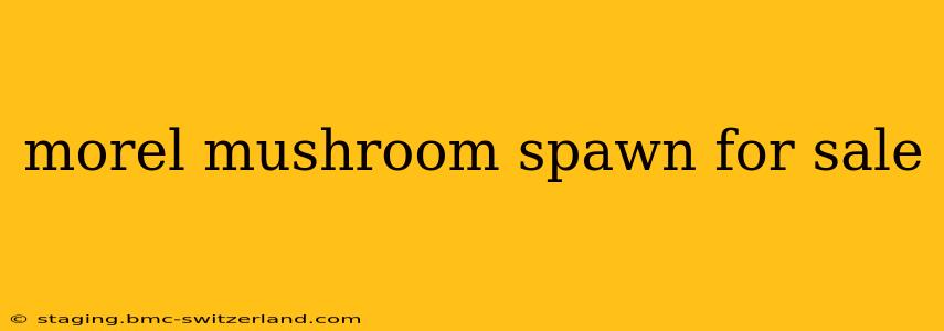 morel mushroom spawn for sale