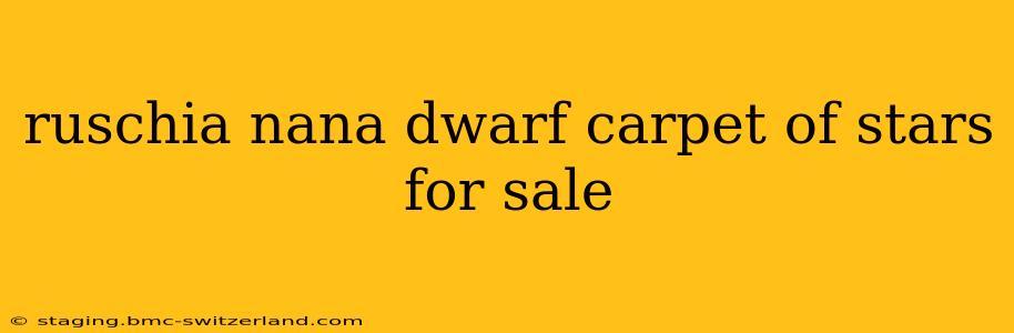 ruschia nana dwarf carpet of stars for sale