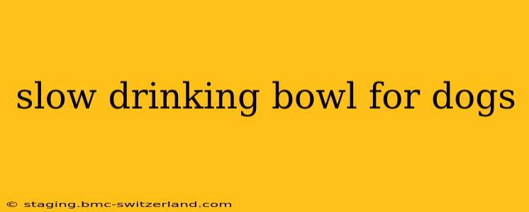 slow drinking bowl for dogs