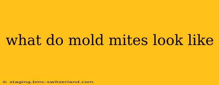 what do mold mites look like