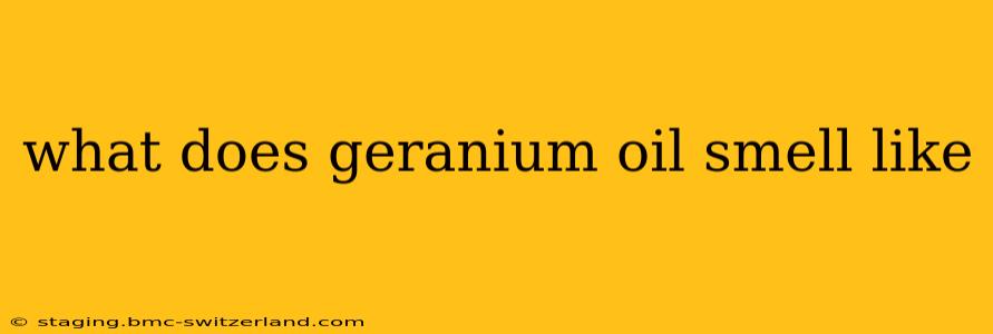 what does geranium oil smell like