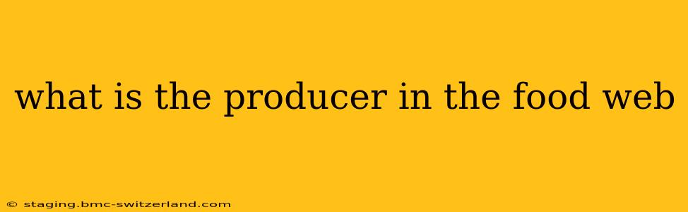 what is the producer in the food web