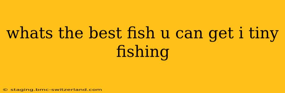 whats the best fish u can get i tiny fishing