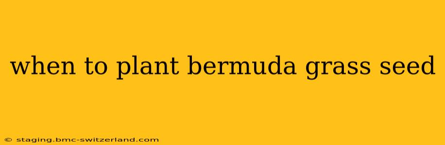 when to plant bermuda grass seed