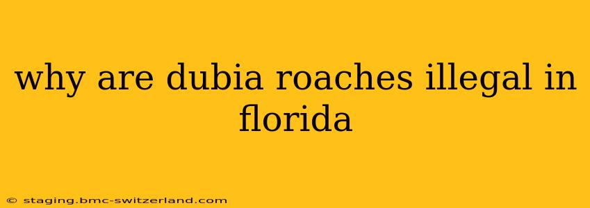why are dubia roaches illegal in florida