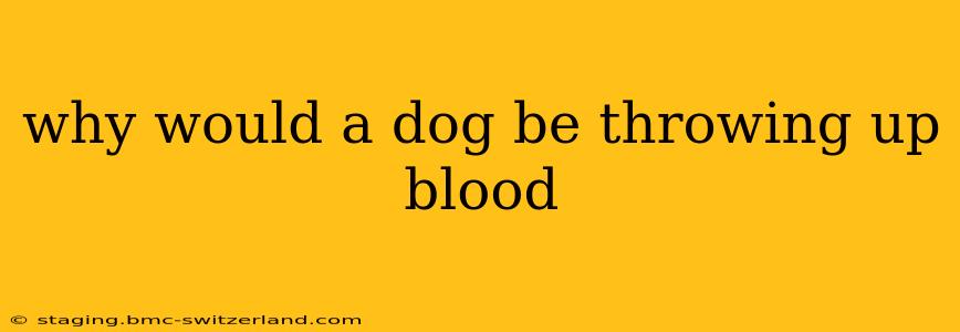 why would a dog be throwing up blood