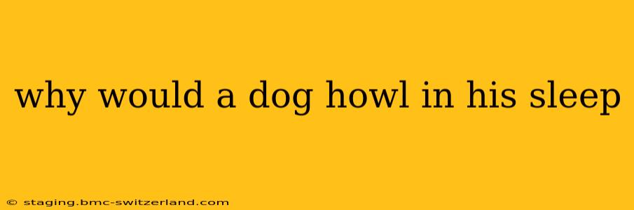 why would a dog howl in his sleep